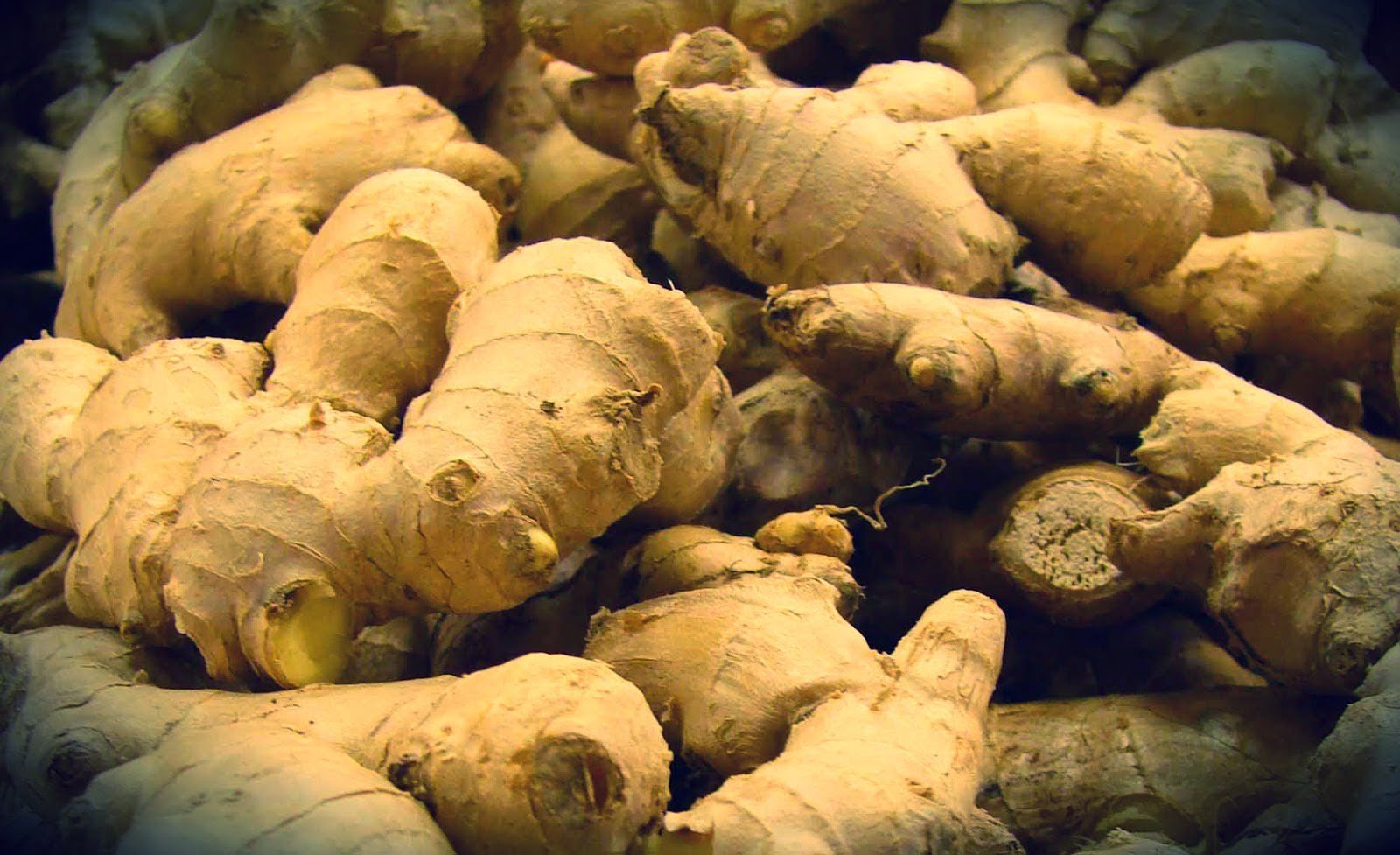Como plantar Jengibre - La Huerta de Ivan Como plantar Jengibre - La Huerta de Ivan