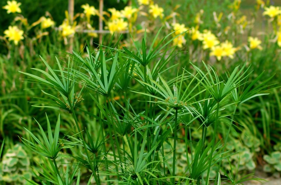 cuidados del papiro