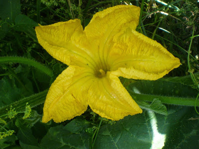 flor calabaza