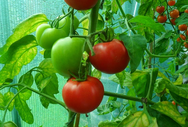 semillas de Tomate