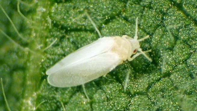 la mosca blanca