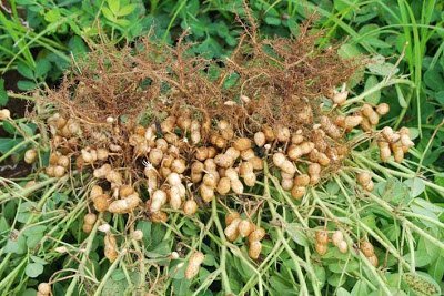 Como sembrar cacahuetes - La Huerta de Ivan
