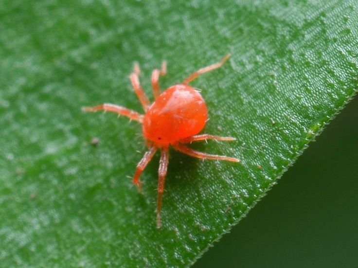 Como eliminar la Araña roja - La Huerta de Ivan