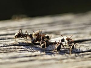 Como eliminar las hormigas