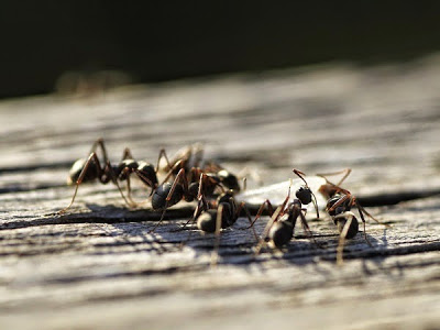 Como eliminar las hormigas