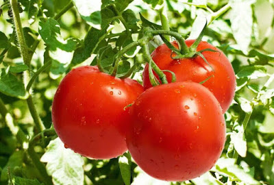como plantar tomates