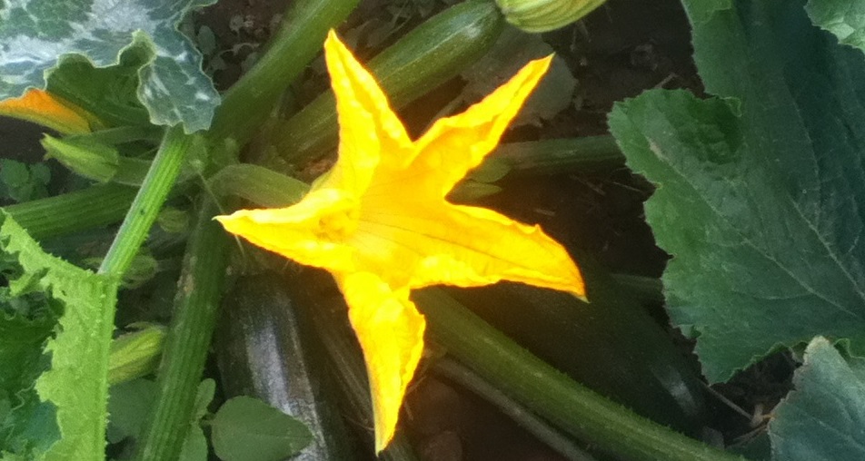flor calabacin