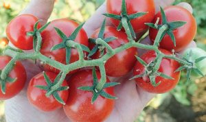 tomate hibrido f1