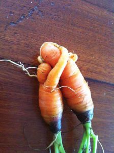 zanahorias raras