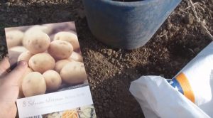 cultivar patatas con sacos