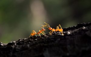 Como eliminar hormigas del compost