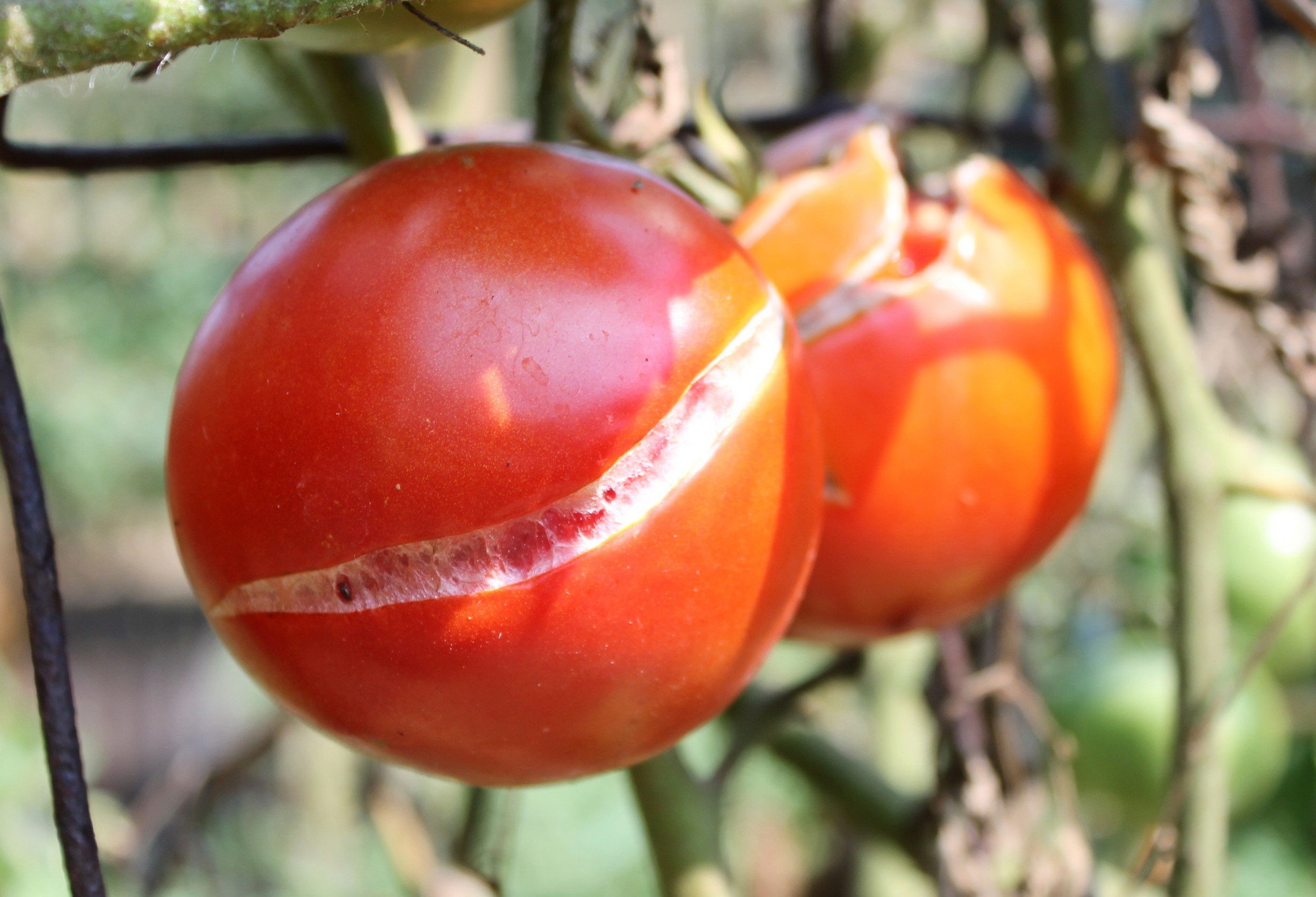 Incorrecto Explicación brandy Por qué se agrietan o rajan los tomates - La Huerta de Ivan