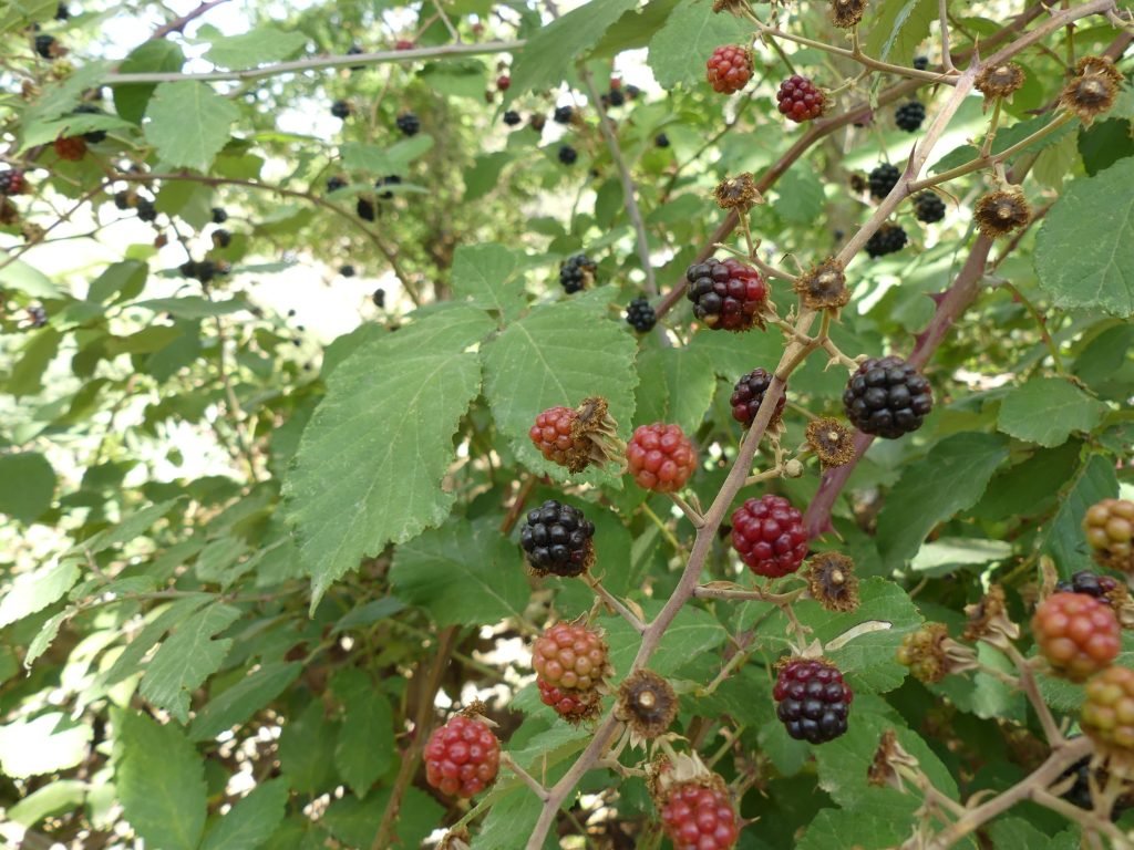Cómo cultivar moras en el huerto La Huerta de Ivan