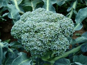 cultivar Brócoli