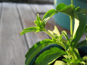 plantar Stevia en macetas