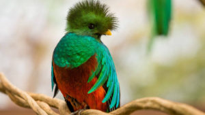 Quetzal mesoamericano