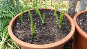 Como plantar cebollas en el Huerto Urbano