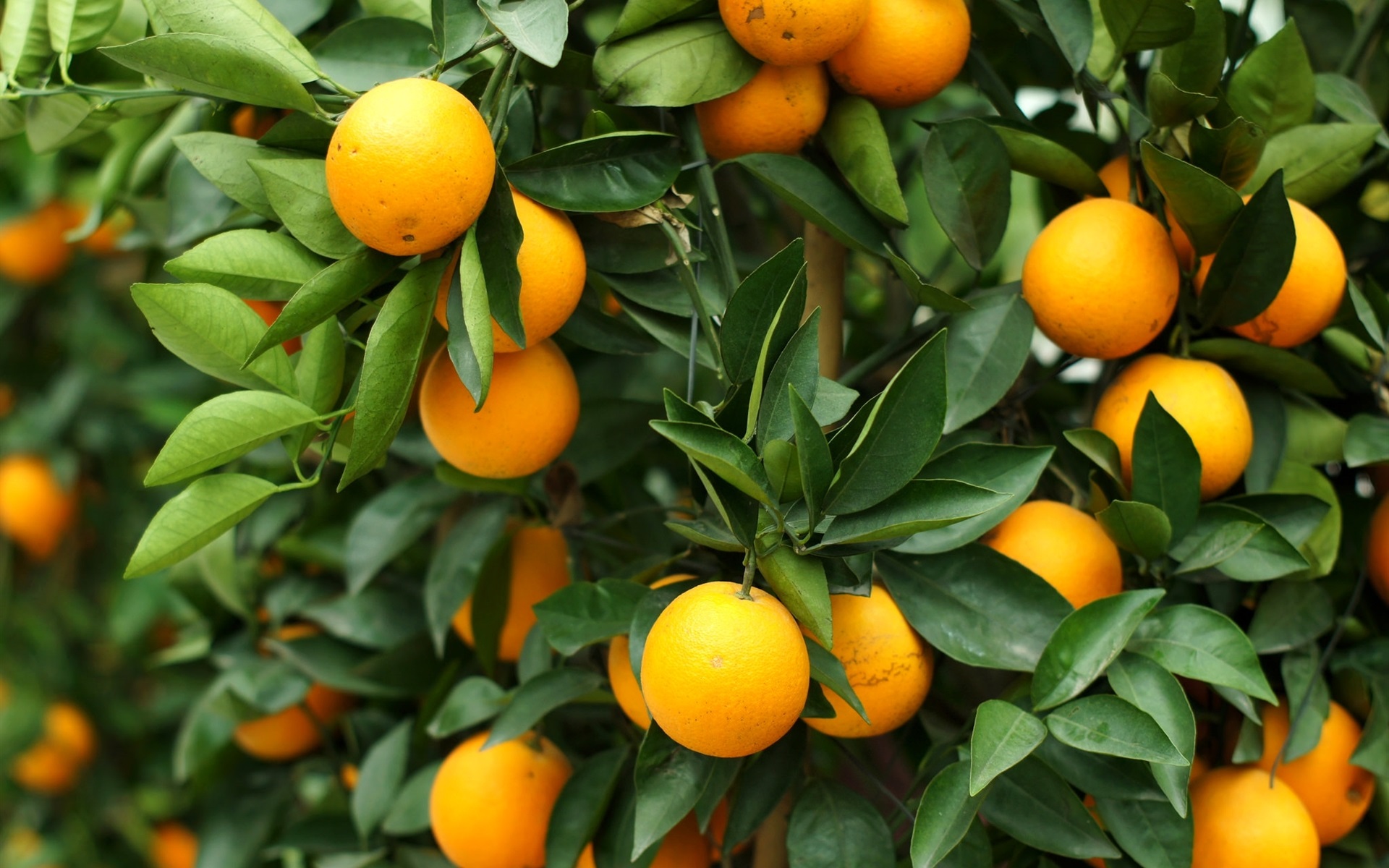 Naranja astringente o laxante