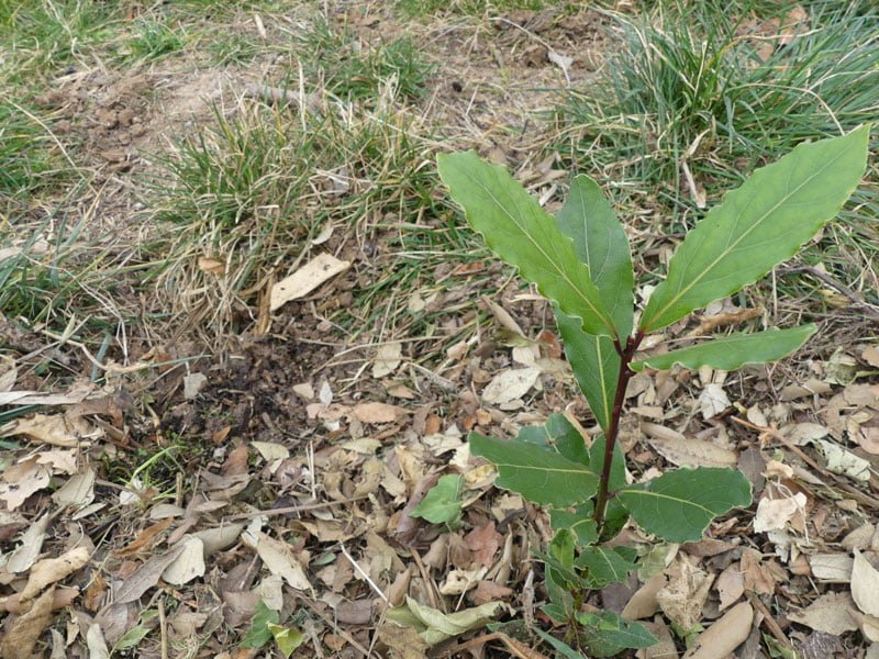 Como Plantar Laurel La Huerta de Ivan Como Plantar Laurel La Huerta de Ivan