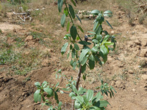 Nuevo método para plantar Arboles Frutales