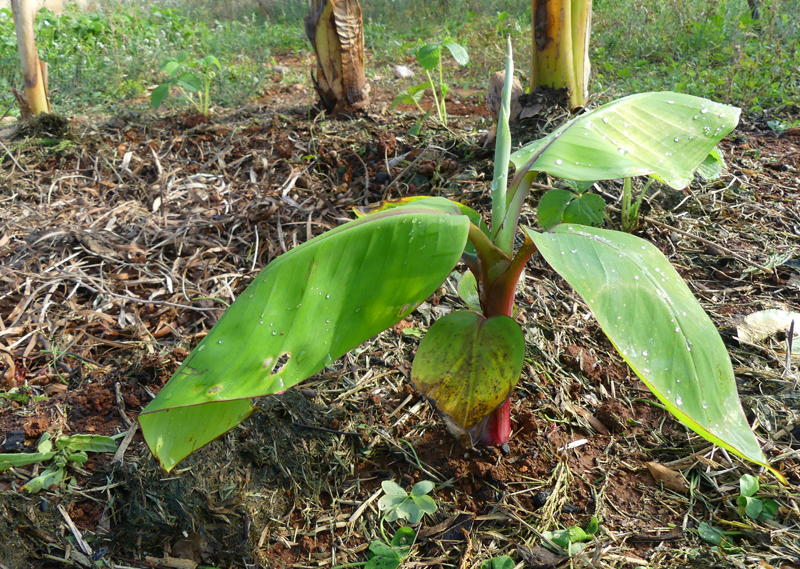 Circulo de Plataneras o Bananeras