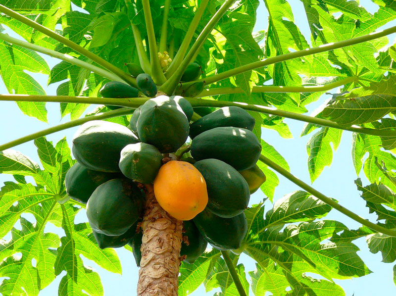 Cómo cultivar la papaya