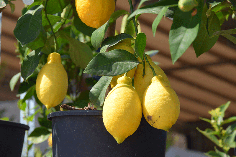 Secretos para cultivar cítricos en maceta