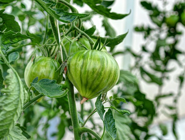 Insecticida con hojas de tomate