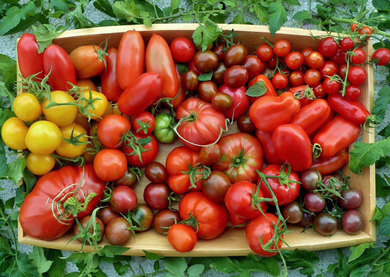 Como plantar tomates en maceta con exito