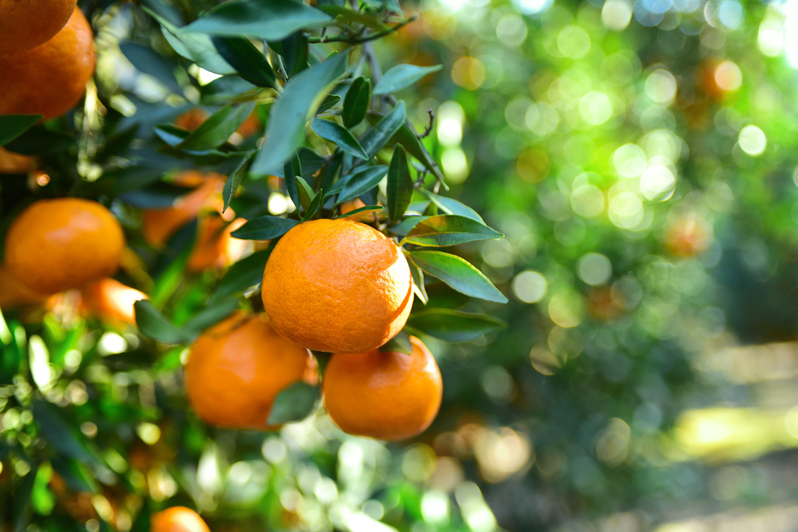 Cultivar mandarino en maceta