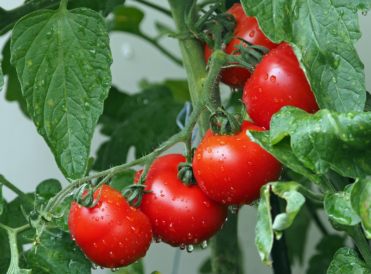 5 problemas cultivando tomates